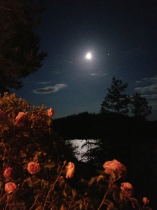 Moon over the bay with roses in the foreground